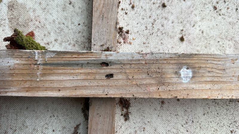 Panlat met uitvliegopeningen en boormeel