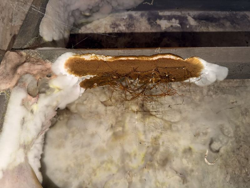 Bruin vruchtlichaam met witte rand op aangetast hout