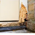 Bruinrot in hout - Alles wat je moet weten