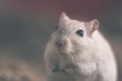 De grootste verschillen tussen de ratten en de muizen