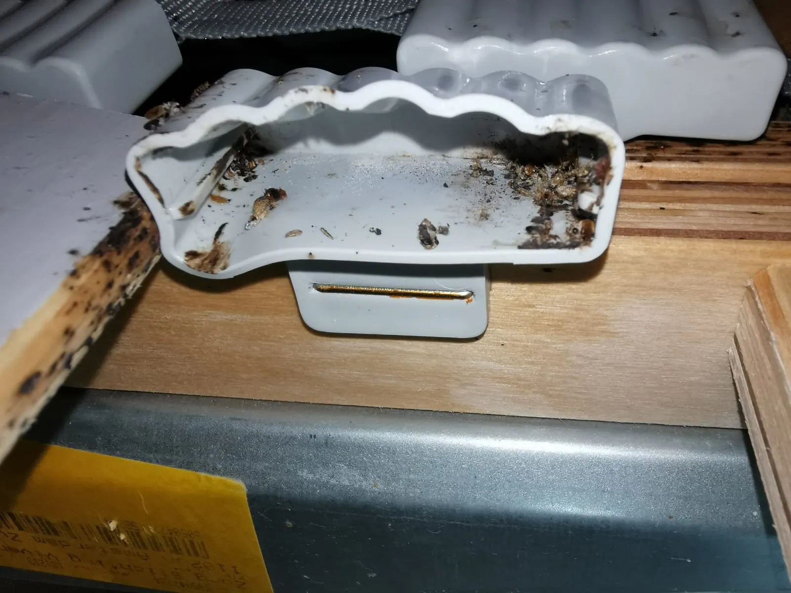 Help! Heb ik bedwantsen in huis? Dit moet je weten en doen.