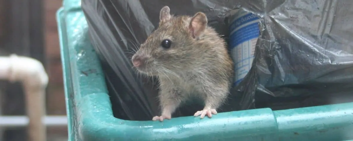 Hoe voorkom je overlast door ratten?