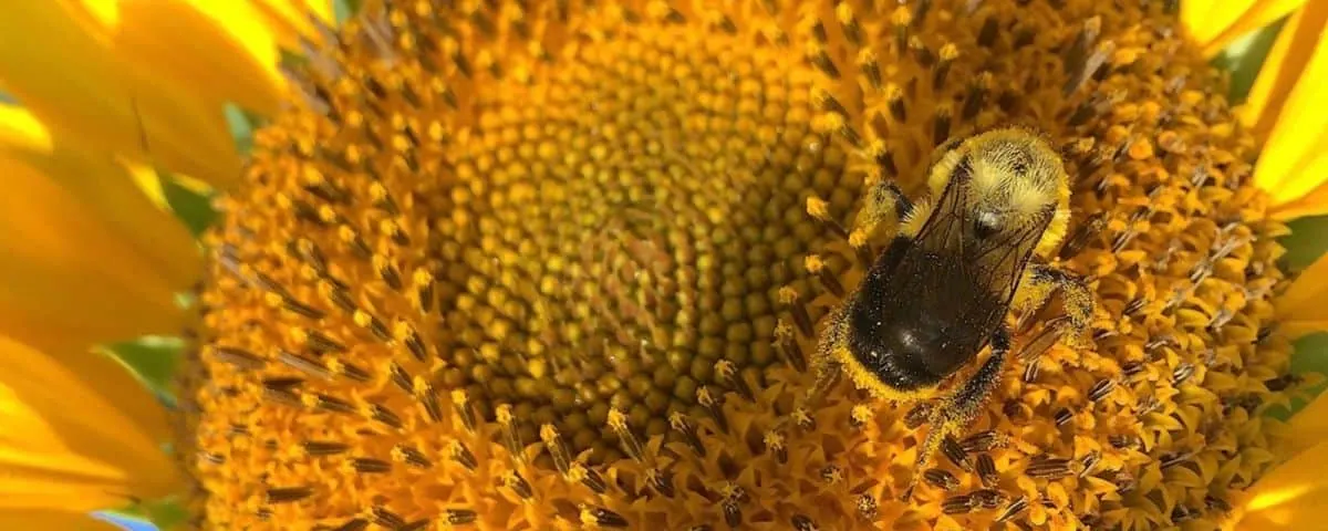 Quaran-tuinen-tijd: Voor de bijen de tuin in!