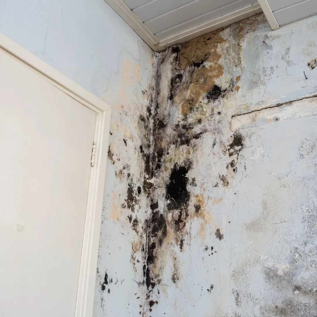 Oorzaak en aanpak van schimmel op de muur