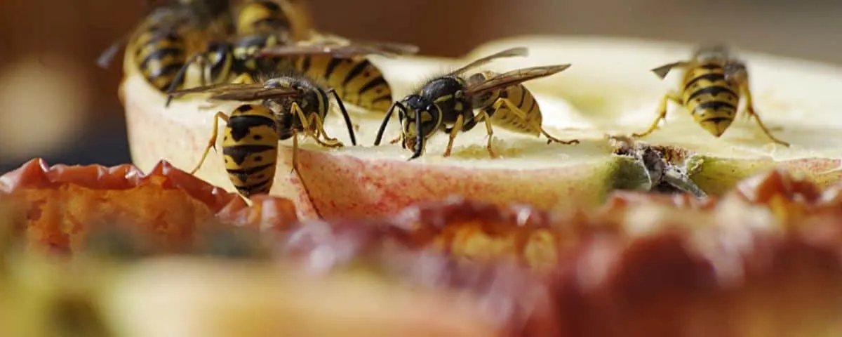 Tips tegen overlast van wespen
