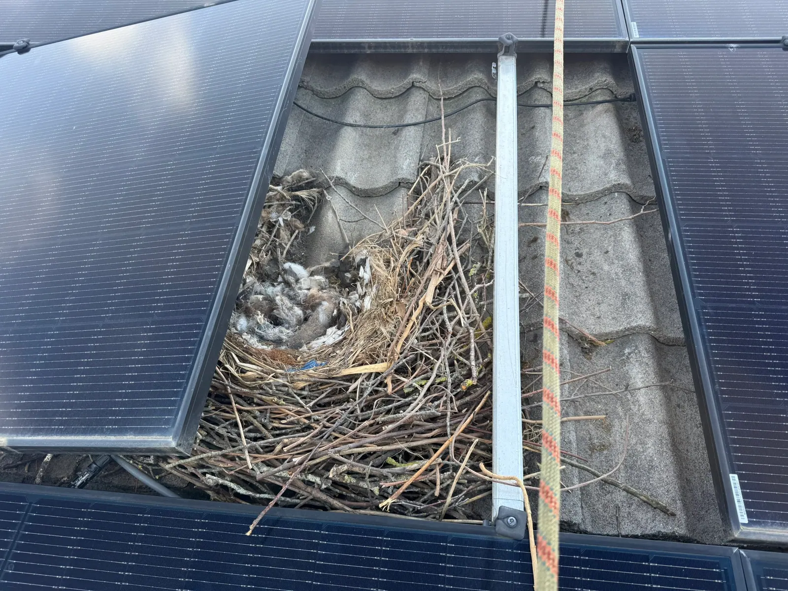 Wat te doen bij vogels onder je zonnepanelen? Alles over schade, verzekering en wering