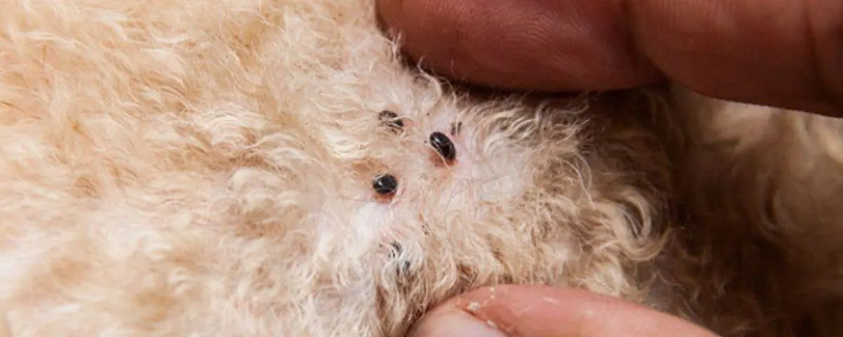 Wat kun je doen tegen vlooien bij je hond of kat?