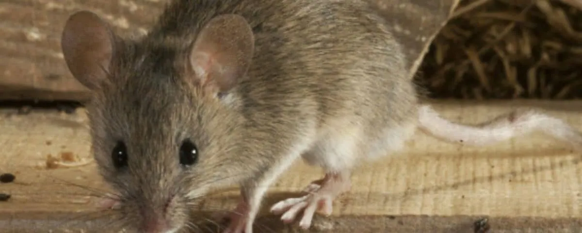 Zelf muizen bestrijden in tijden van het coronavirus