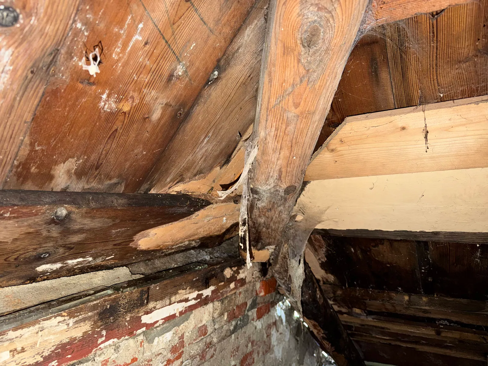 Zwamsanering in een rijksmonument in 't Zandt: hoe Bureau voor Dierplagen werkt aan historisch behoud