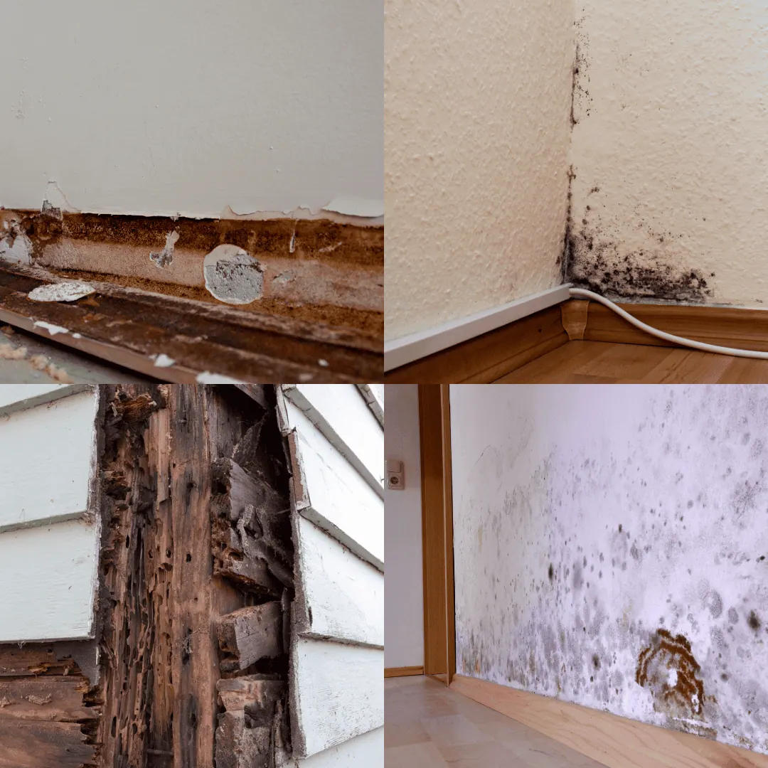 Verschillende houtzwam soorten in huis