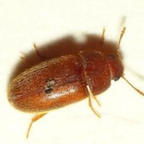 Behaarde schimmelkever