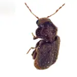 Broodkever (Stegobium paniceum) thumbnail voor Kennisbank-overzicht