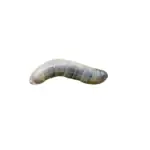 Emelt (larve van langpootmug) (Tipula spp.) thumbnail voor Kennisbank-overzicht