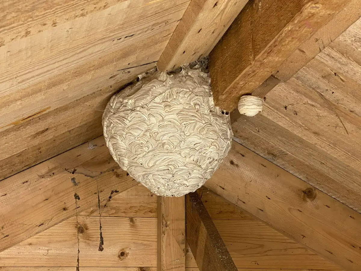 Gewone wesp herkennen: kopschild, nest en seizoen