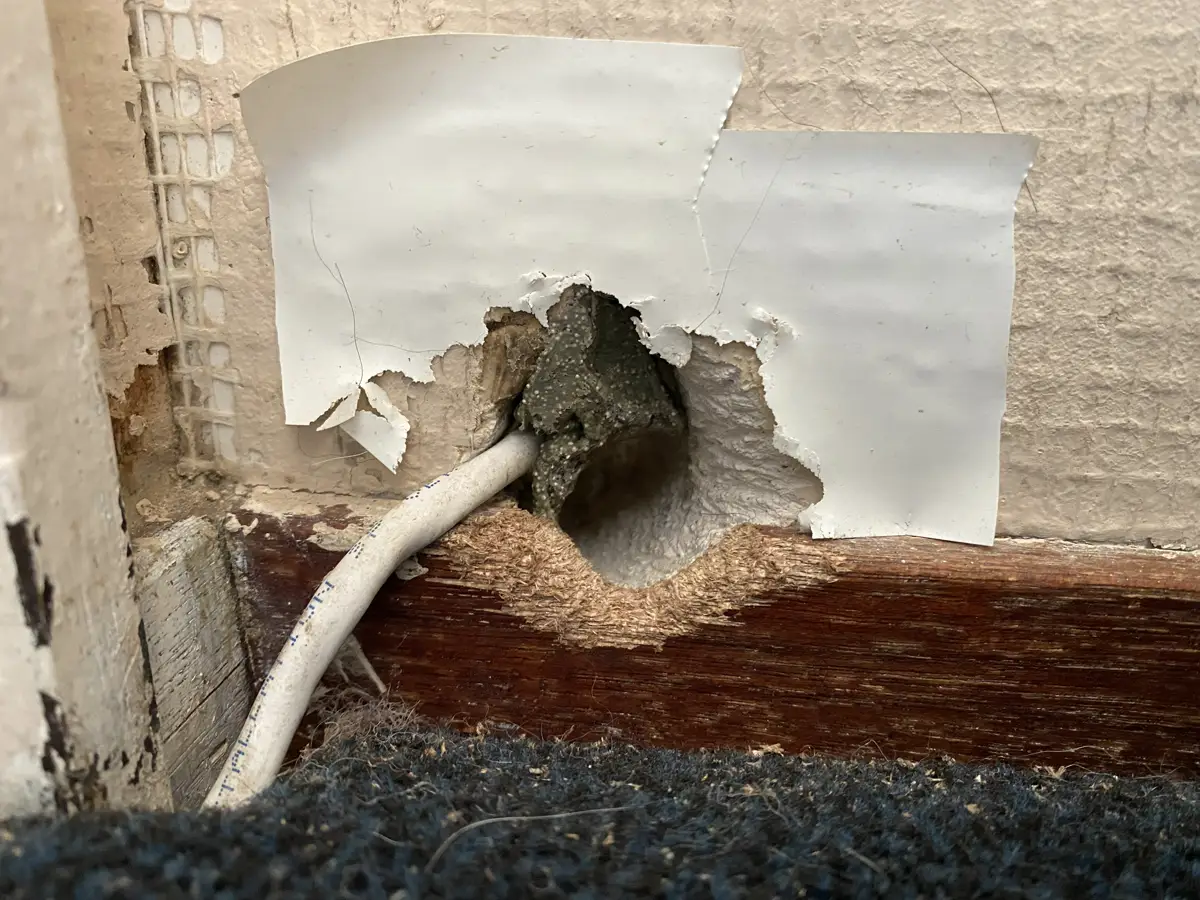Huismuis herkennen: kenmerken, keutels en toegang tot uw woning