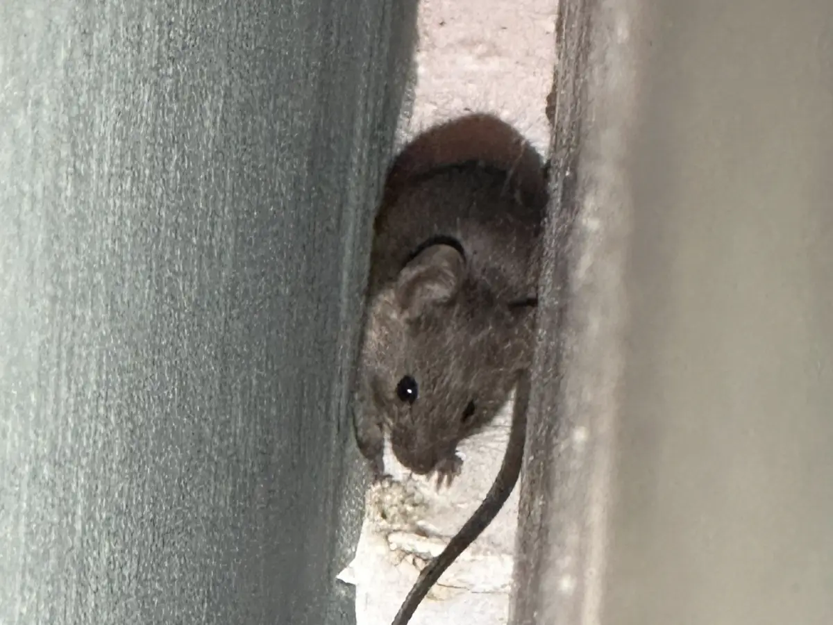 Rat of muis? De grootste verschillen op een rij