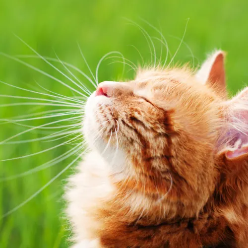 Katten
