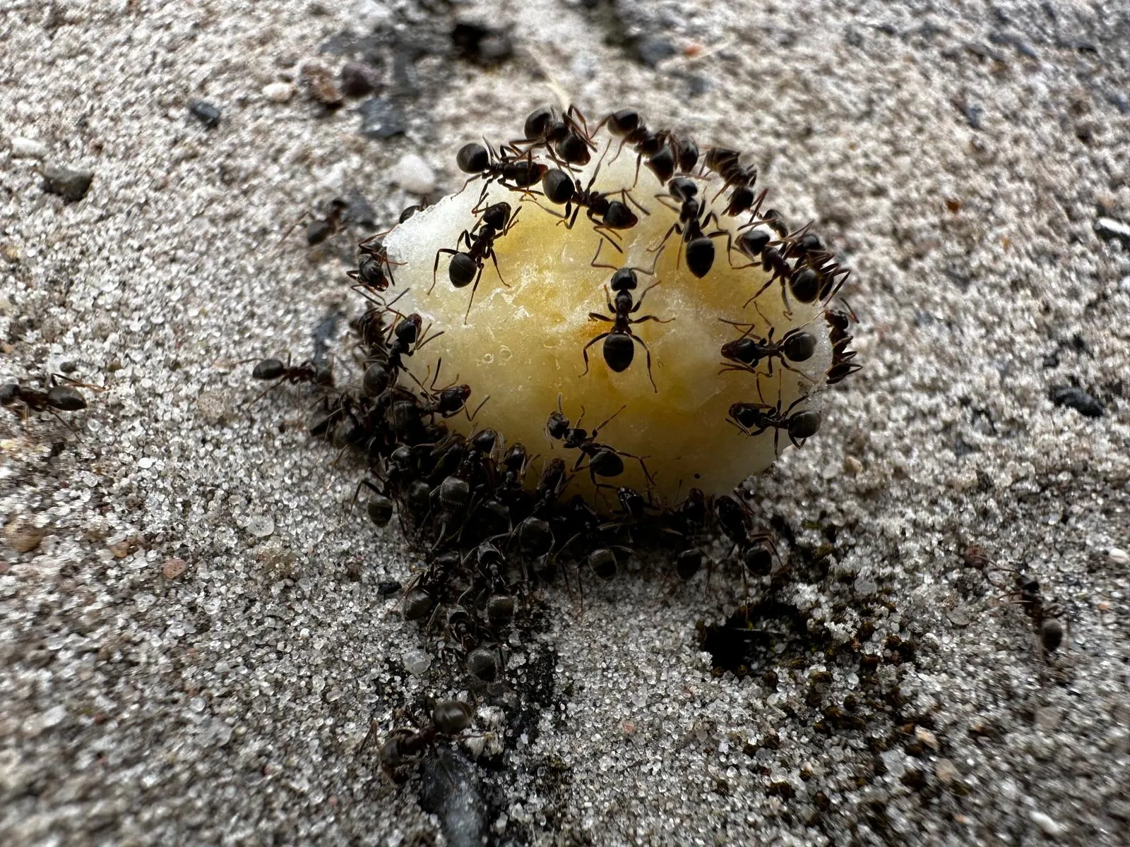 Mieren verjagen: wat werkt natuurlijk en wat is gewoon een mythe?