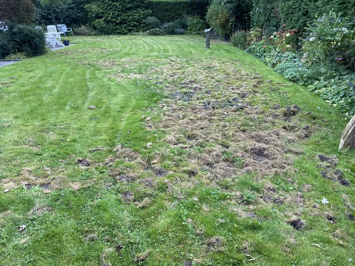 Mol in de tuin: herkennen, leefwijze en leven met molshopen