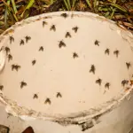 Motmug (Clogmia albipunctata) thumbnail voor Kennisbank-overzicht