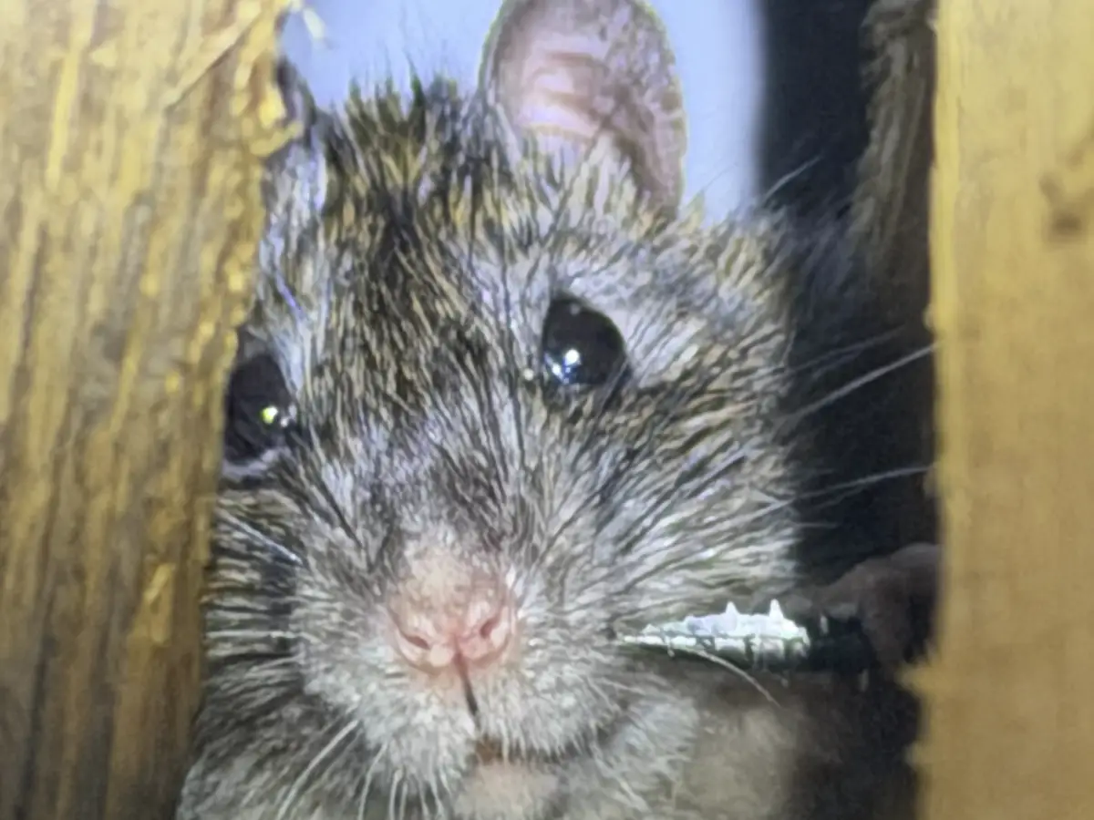 Rat op zolder of in de schuur: bruine of zwarte rat?