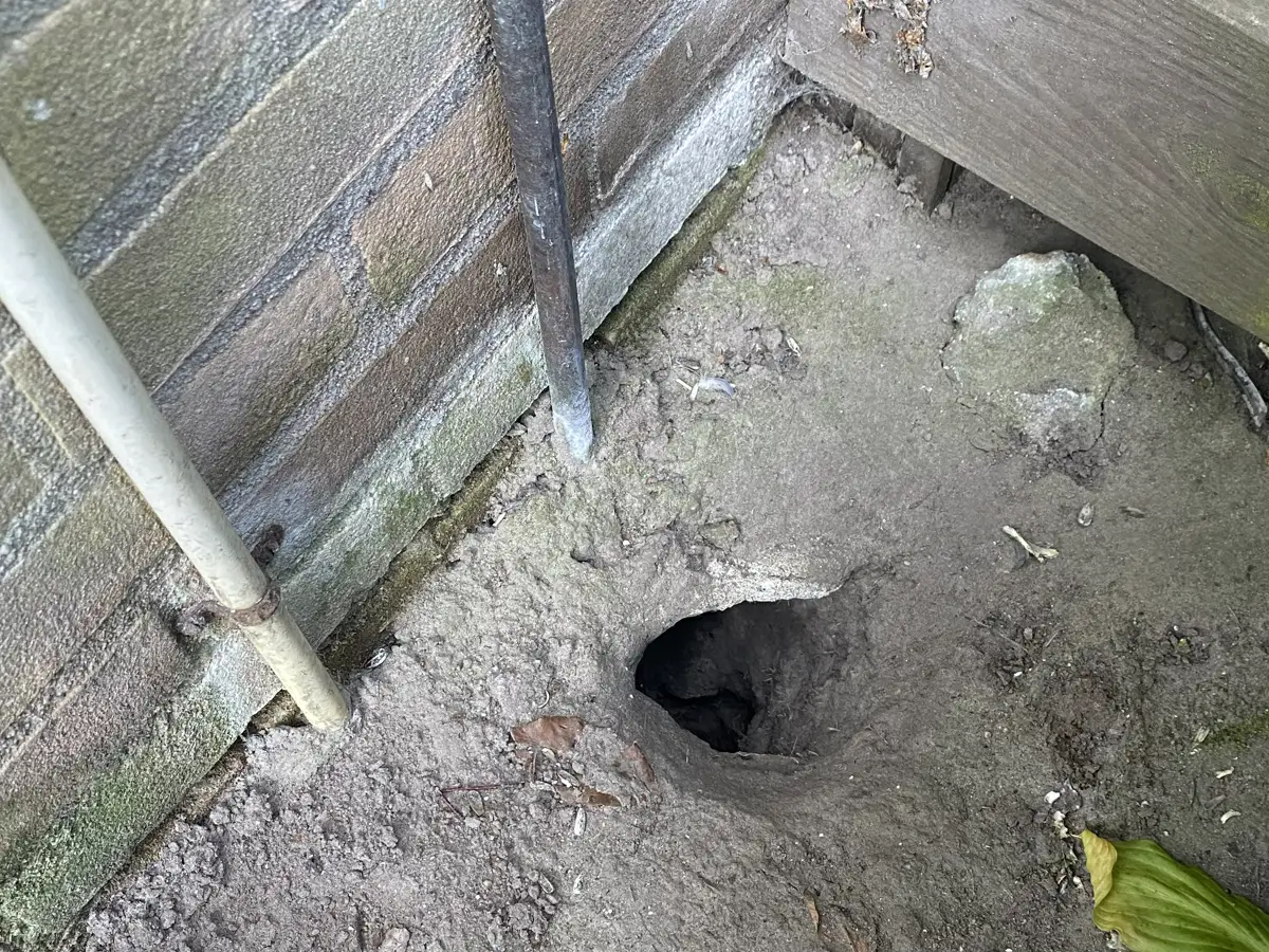 Bruine rat in de tuin: voer, schuilplekken en riool aanpakken