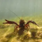 Nederlandse rivierkreeft (Astacus astacus) thumbnail voor Kennisbank-overzicht
