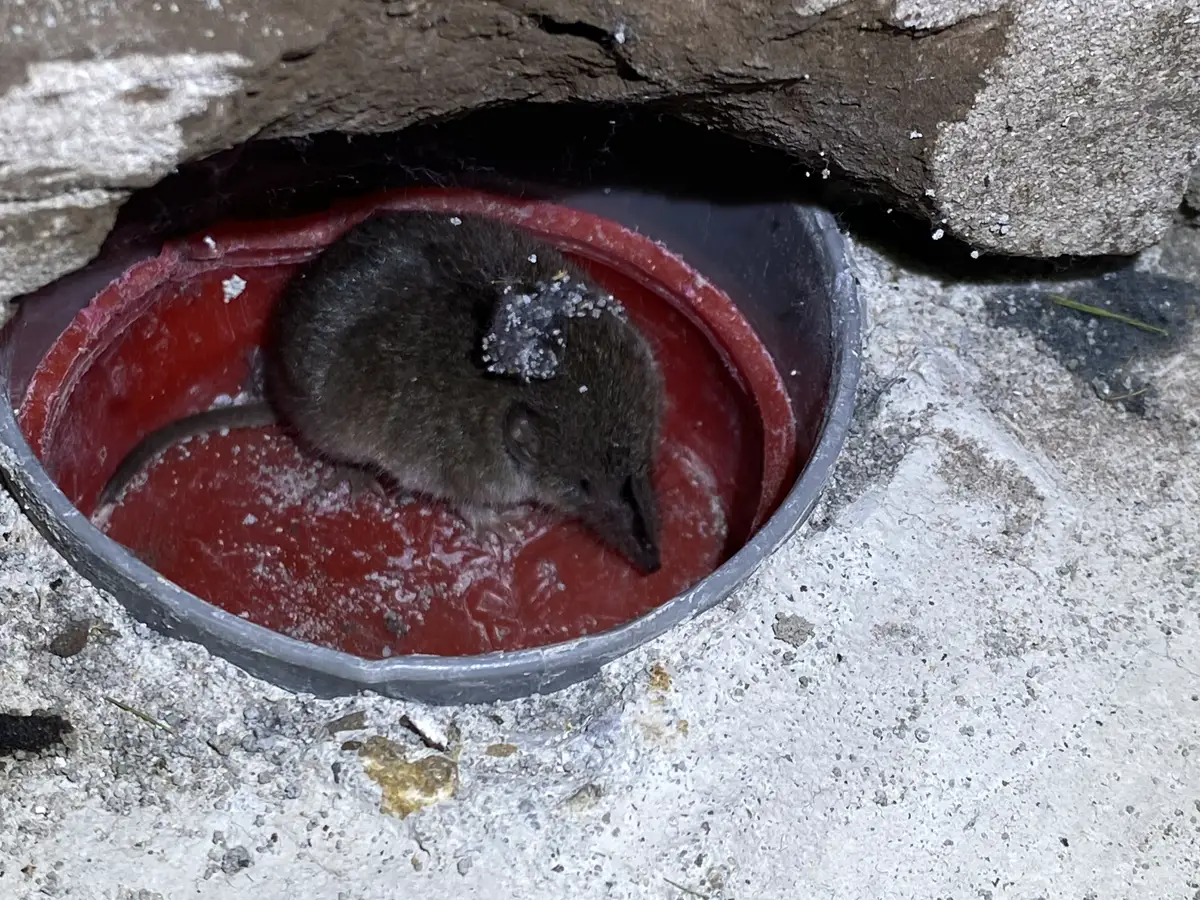Spitsmuis in huis: herkennen en onderscheiden van een muis