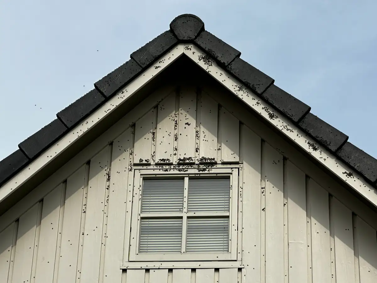 Veel vliegen in huis: oorzaak vinden en overlast beperken