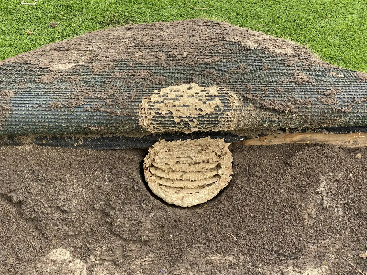 Duitse wesp: een nest in de grond of een holte herkennen