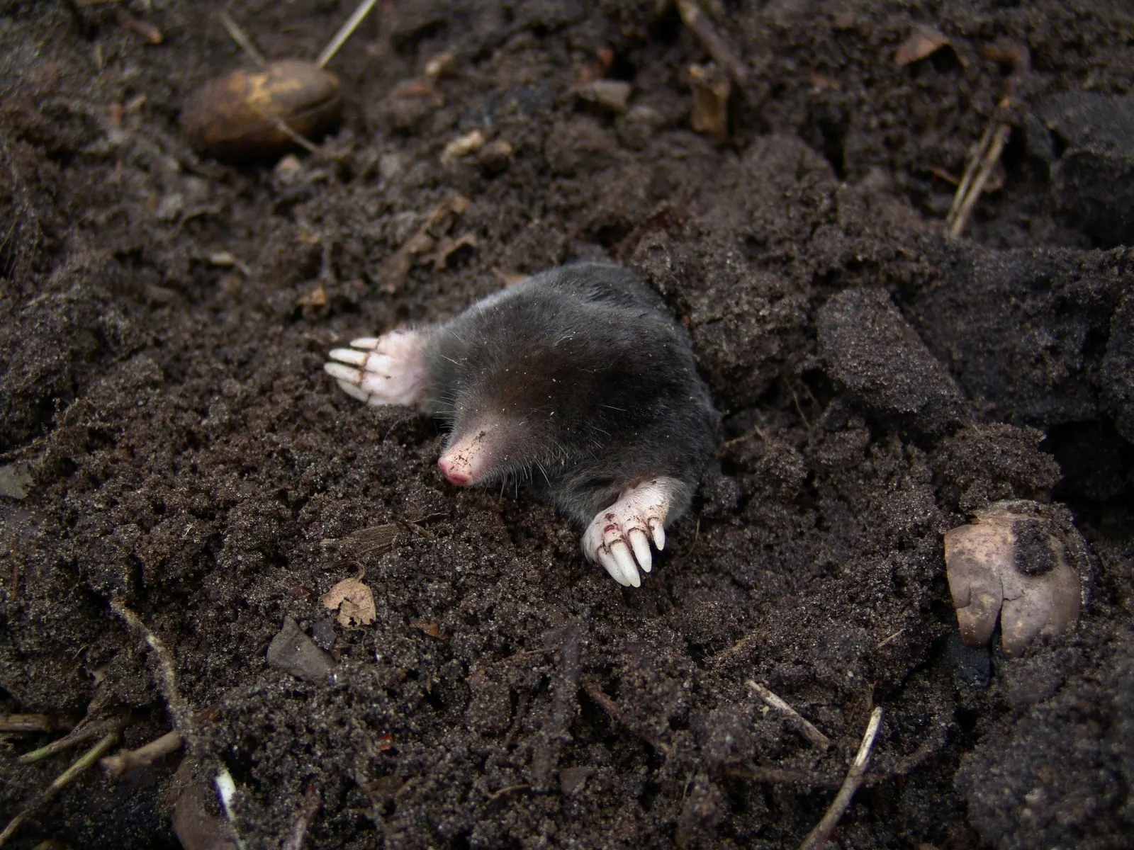 Zelf mollen bestrijden in jouw tuin met mollenklemmen