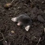Mollenklem in tuin thumbnail