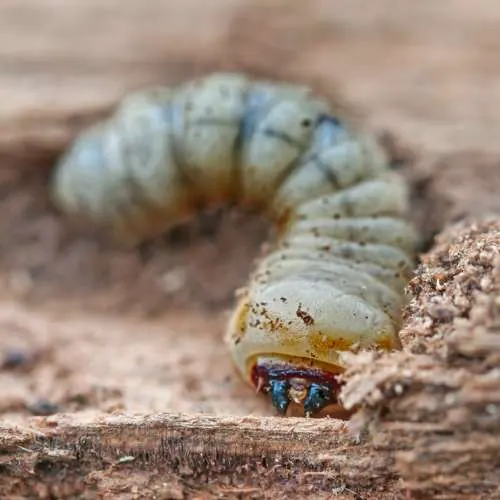 Gewone houtwormkever