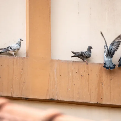 Duiven uit de tuin weren: begin bij voedsel en vaste plekken
