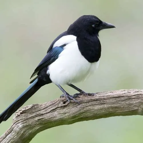 Eksters in uw tuin: herken de aantrekker vóór u gaat weren