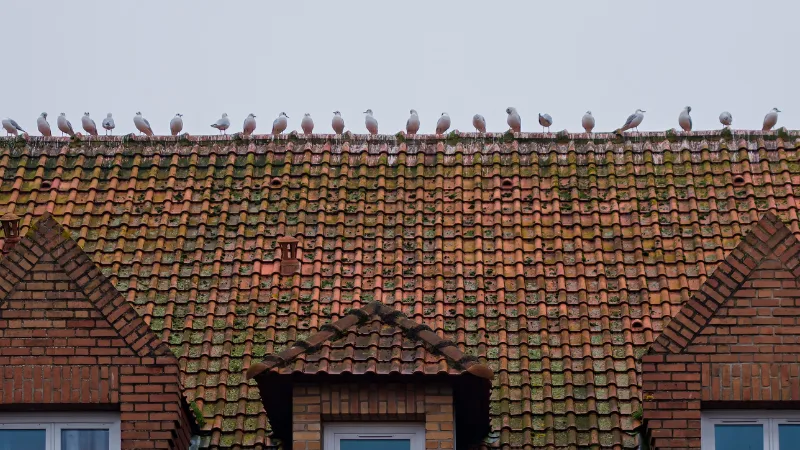 Vogels bij de nokvorst: inspecteer vóór u iets afsluit