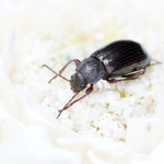Meeltor (Tenebrio molitor) thumbnail voor Kennisbank-overzicht