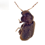 Broodkever (Stegobium paniceum) thumbnail voor Kennisbank-overzicht