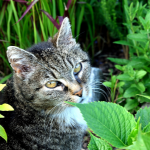 Kat (Felis catus) thumbnail voor Kennisbank-overzicht