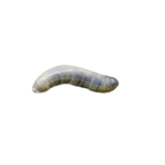 Emelt (larve van langpootmug) (Tipula spp.) thumbnail voor Kennisbank-overzicht