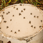 Motmug (Clogmia albipunctata) thumbnail voor Kennisbank-overzicht