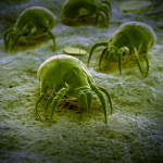 Huisstofmijt (Dermatophagoides pteronyssinus) thumbnail voor Kennisbank-overzicht