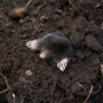 Mollenklem in tuin thumbnail