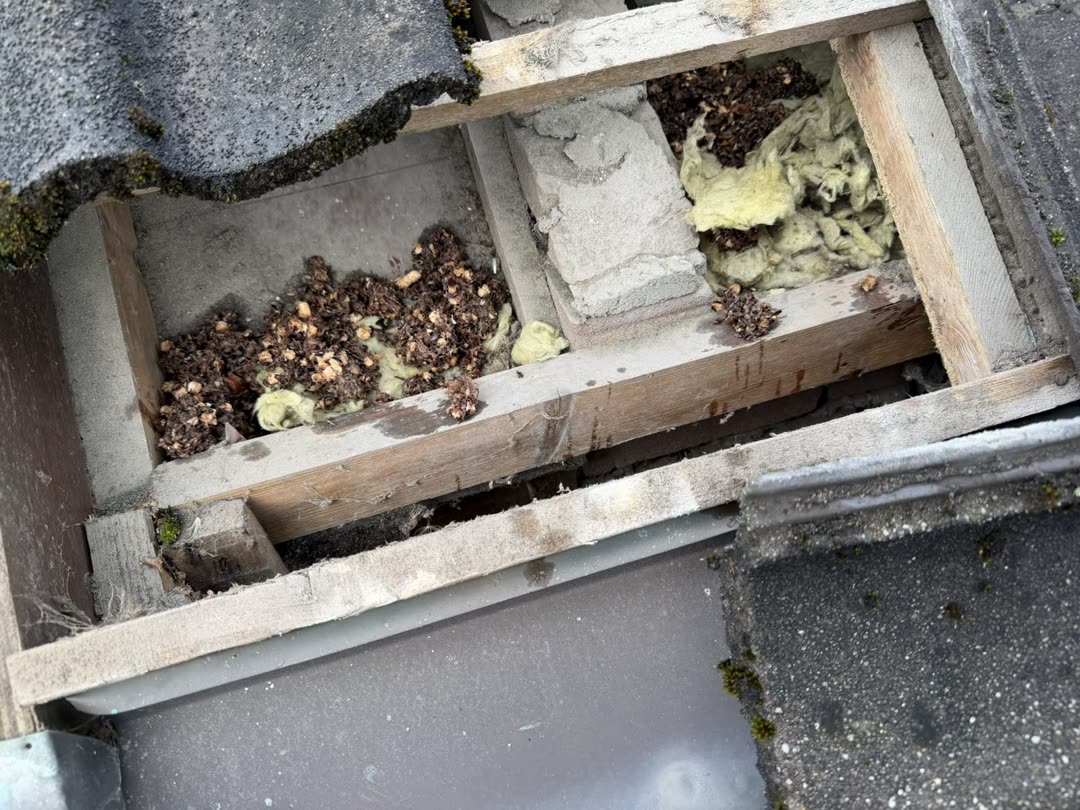 Opengelegde dakvoet met uitwerpselen en vertrapte isolatie