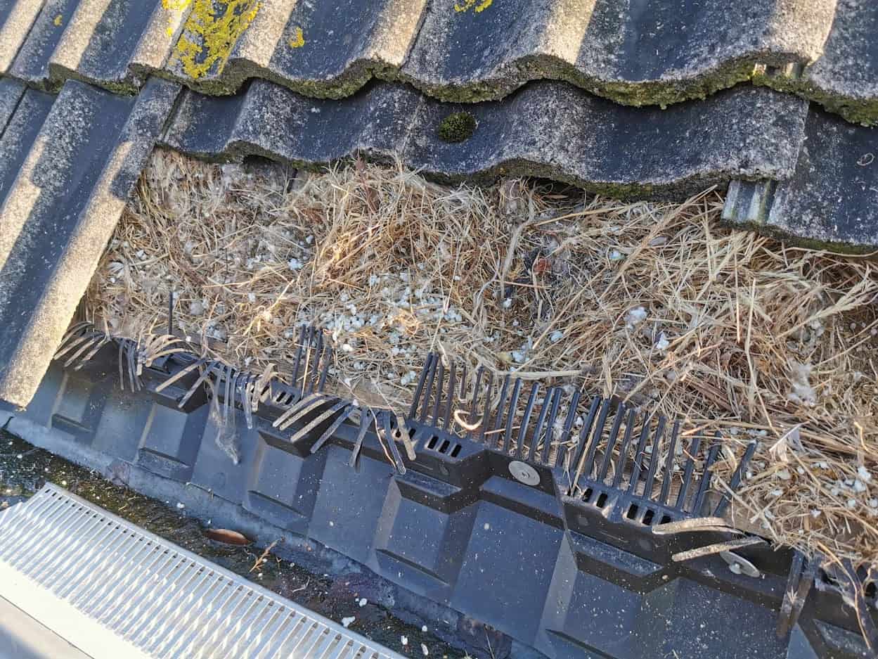 Vogelnesten onder dakpannen met geïnstalleerde aluminium vogelwering.