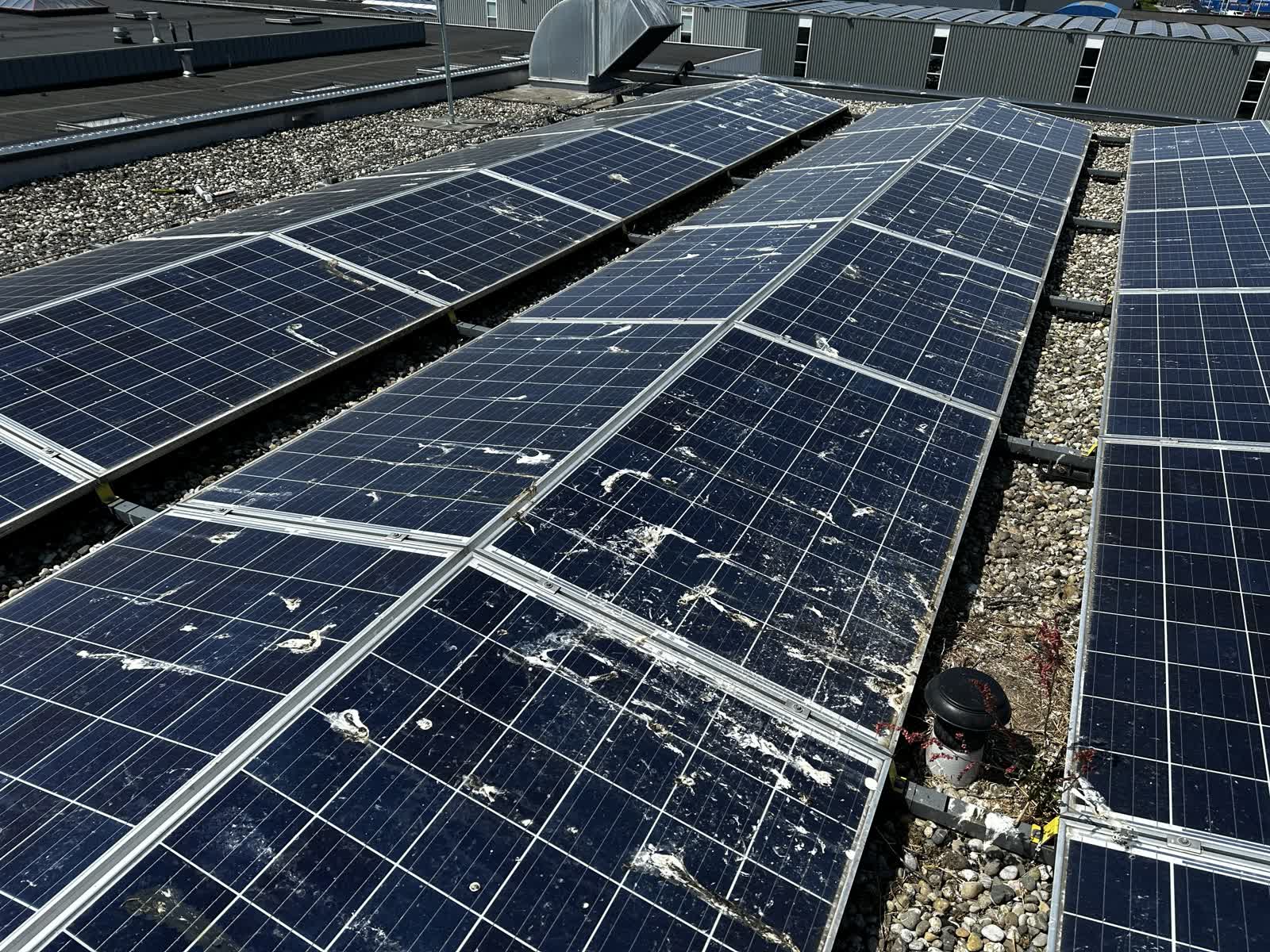 Zonnepanelen op een plat dak met vogelpoep
